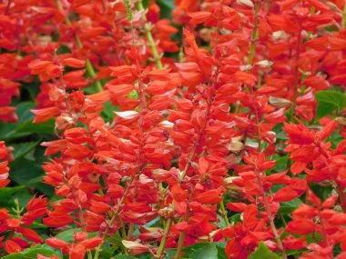 Kırmızı ada çayı çiçekler yakın çekim fotoğraf.