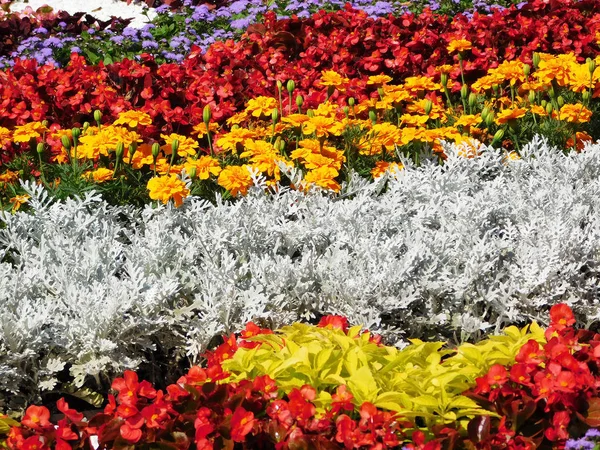 Prachtige kleurrijke bloemen en planten op bloem bed. — Stockfoto