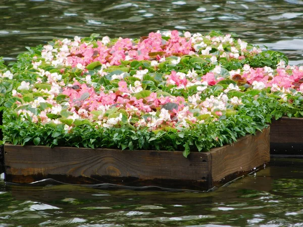 Prachtige drijvende flowerbed op de vijver. — Stockfoto