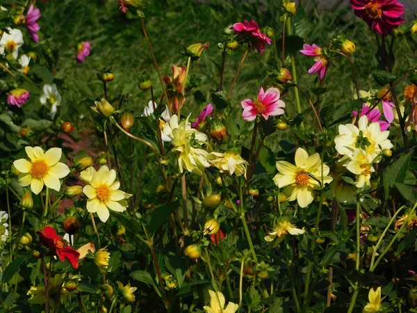 Kleurrijke Dahlia's op flowerbed. — Stockfoto