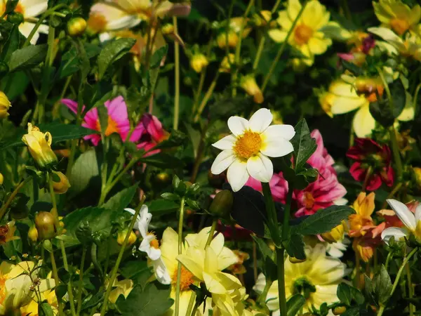 Kleurrijke Dahlia's op flowerbed. — Stockfoto