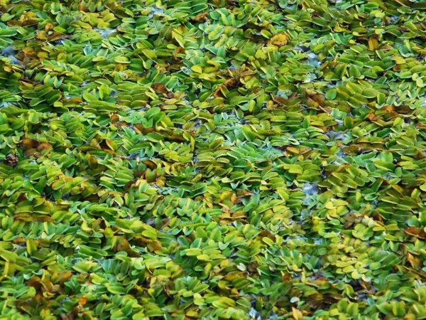Duckweed on pond close-up photo. — Stock Photo, Image