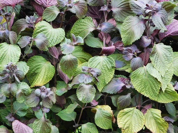 Groen-paarse gebladerte van perilla. — Stockfoto