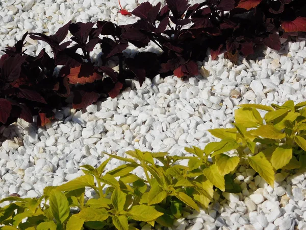 Geel en bruin coleus planten in wit grind. — Stockfoto