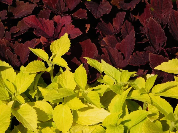 Amarelo e marrom coleus plantas close-up foto . — Fotografia de Stock