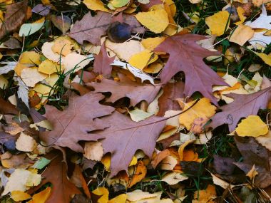 Renkli yaprakları çimlere düştü.