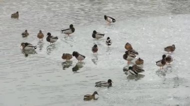 Buz donmuş nehir üzerinde ördek sürüsü.