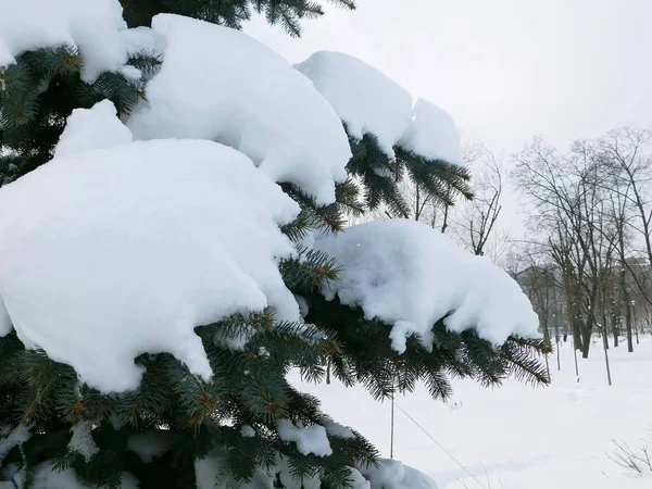 Fir tree branches covered by snow.