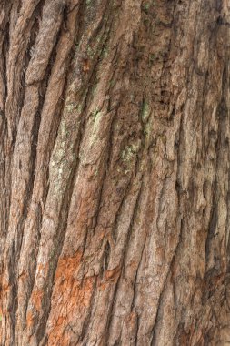 Aclimacao Park bitki örtüsü ağaç günlükleri. Bu Sao Paulo ilk Hayvanat Bahçesi ve Carlos Botelho, Brezilya tarafından kurulan.