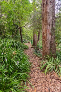 Orman Aclimacao Park Sao Paulo
