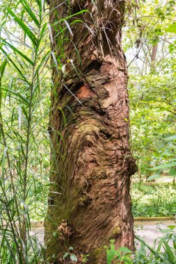 Sao Paulo Aclimacao parkta ağaç günlükleri