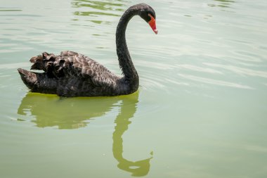 Aclimacao parkta Yüzme ördek. Bu Sao Paulo ilk Hayvanat Bahçesi ve Carlos Botelho, Brezilya tarafından kurulan.