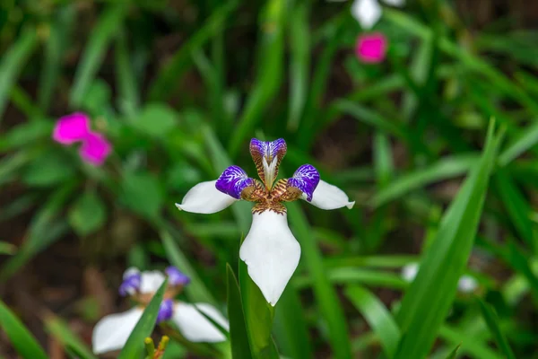 Krásné Fialové Bílé Květy Orchidejí Přírodní Zahradě — Stock fotografie