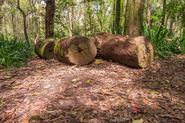 Troncos de árboles en el Parque Aclimacao en Sao Paulo — Foto de Stock