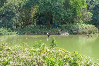 Sao Paulo, Brezilya - 15 Ekim 2016: Aclimacao parkta yüzme kuşlar. Bu Sao Paulo ilk Hayvanat Bahçesi ve Carlos Botelho, Brezilya tarafından kurulan.