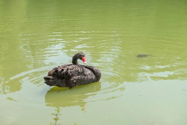 San Paolo Brasile Ottobre 2016 Turtle Duck Swimming Aclimacao Park — Foto Stock