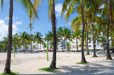 Palmiye ağaçları ile Miami Beach ve görmek 