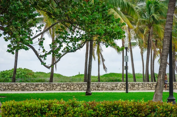 Vista de Miami Beach con palmeras — Foto de Stock