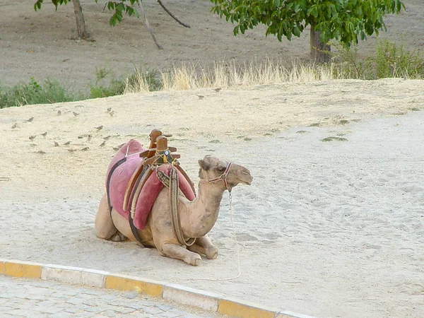 Camello con paisajes rocosos de capadocia en Turquía — Foto de Stock
