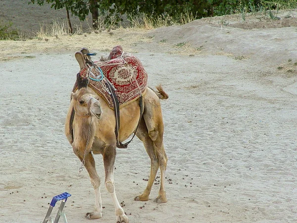 Kamel mit Kappadokien Felslandschaften in der Türkei — Stockfoto