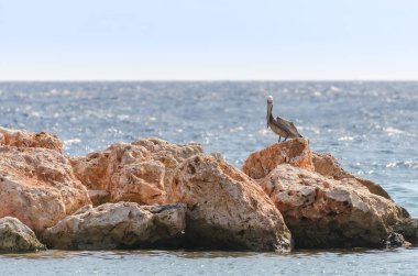 Pelikan Karayipler'de bir kayanın üzerinde