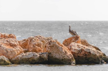 Pelikan Karayipler'de bir kayanın üzerinde