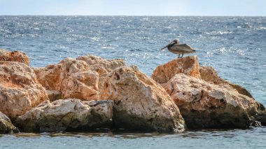Pelikan Karayipler'de bir kayanın üzerinde