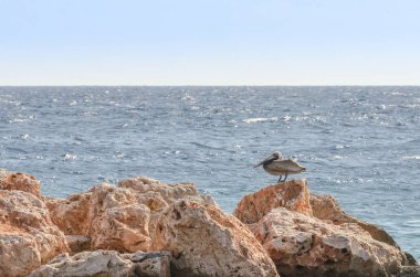 Pelikan Karayipler'de bir kayanın üzerinde