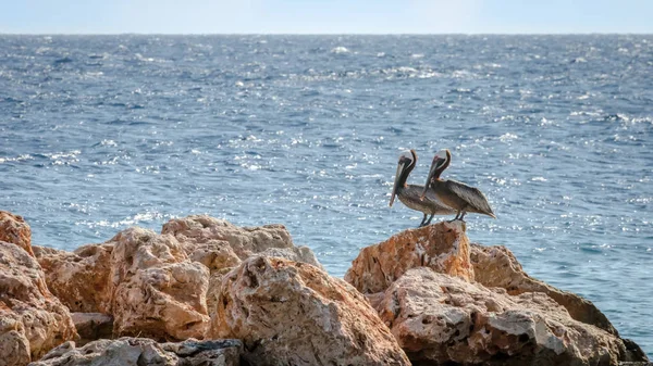 Karayip bir kaya üzerinde Pelican çift