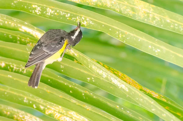 Zbliżenie ptaka Bananaquit w Curacao — Zdjęcie stockowe