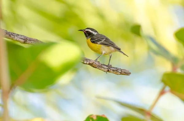 Sarı şeker kuşu kuş dal Close-Up — Stok fotoğraf