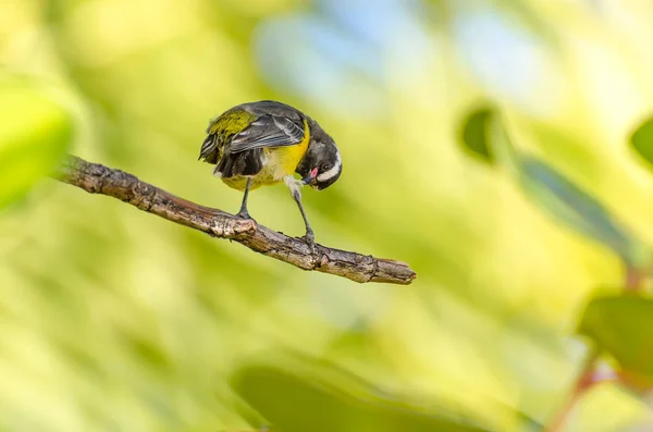 Närbild av en Bananaquit fågel på en gren — Stockfoto