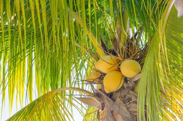 Palmera de coco en la playa de mambo —  Fotos de Stock