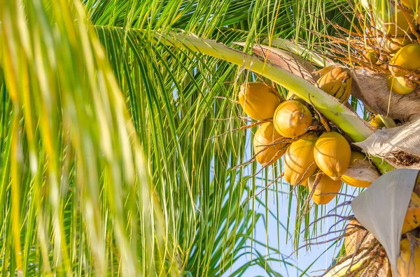 Palmera de coco en la playa de mambo —  Fotos de Stock