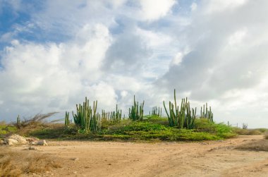 Aruba 'da kurak ve kurak çöl manzarası 