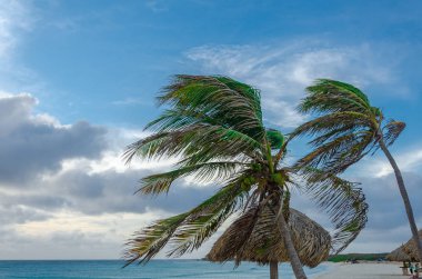 Aruba plajda palmiye ağaçları ile dinlenme alanı