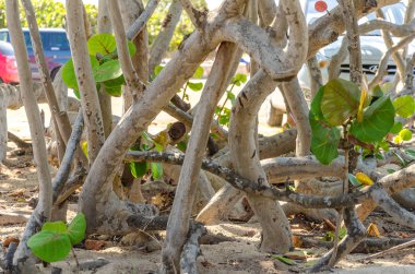 Bebek Plajda Aruba görünümünden bitki örtüsü