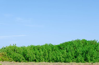 Bebek Plajda Aruba görünümünden bitki örtüsü