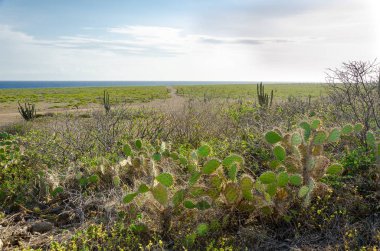 Aruba 'da kurak ve kurak çöl manzarası 