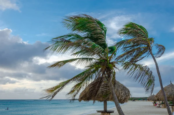 アルバ島のビーチでヤシの木のある休憩エリア — ストック写真