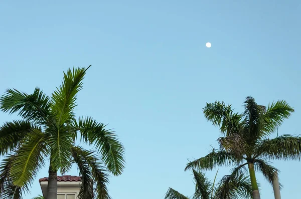 Aire de repos avec palmiers au bord de la plage à Aruba — Photo