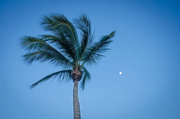 Crepúsculo com a silhueta de lua cheia e palmeira — Fotografia de Stock