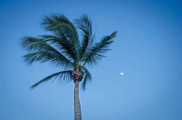 Crepúsculo con la luna llena y la silueta de palmeras — Foto de Stock