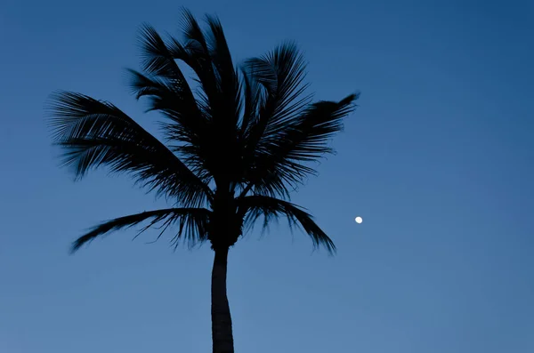 Crepúsculo con la luna llena y la silueta de palmeras — Foto de Stock