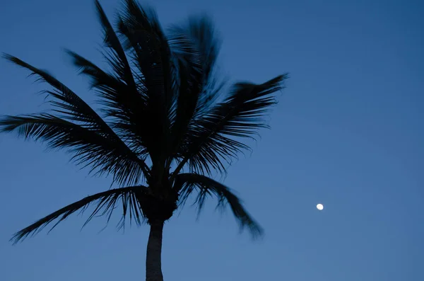 Senja dengan bulan purnama dan siluet pohon palem — Stok Foto