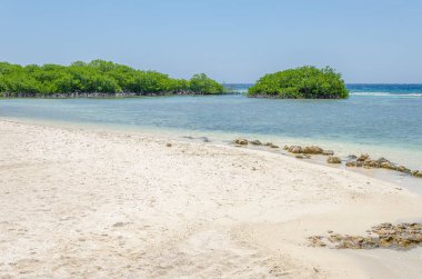 Mangrov ağaçlar Mangel Halto Beach Aruba üzerinden seyir