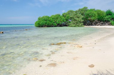 Mangrov ağaçlar Mangel Halto Beach Aruba üzerinden seyir