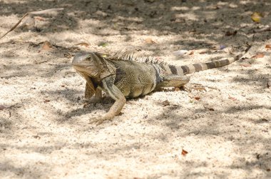 Aruba Island, Karayip Denizi kum, vahşi Iguana