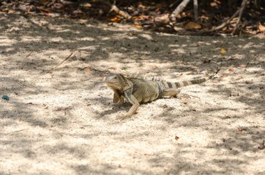 Aruba Island, Karayip Denizi kum, vahşi Iguana
