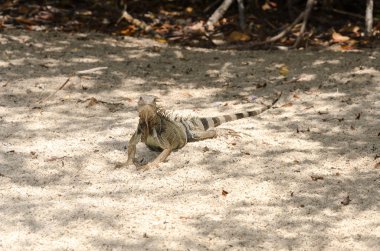 Aruba Island, Karayip Denizi kum, vahşi Iguana